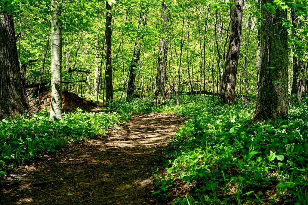 Tallmadge Woods Saugatuck