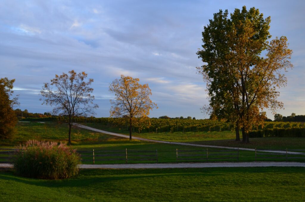 Fenn Valley Vineyards