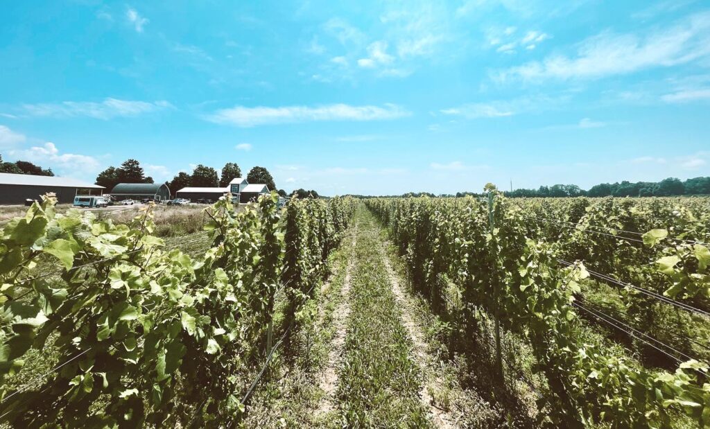 Guide to Saugatuck Vineyards