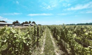 Guide to Saugatuck Vineyards