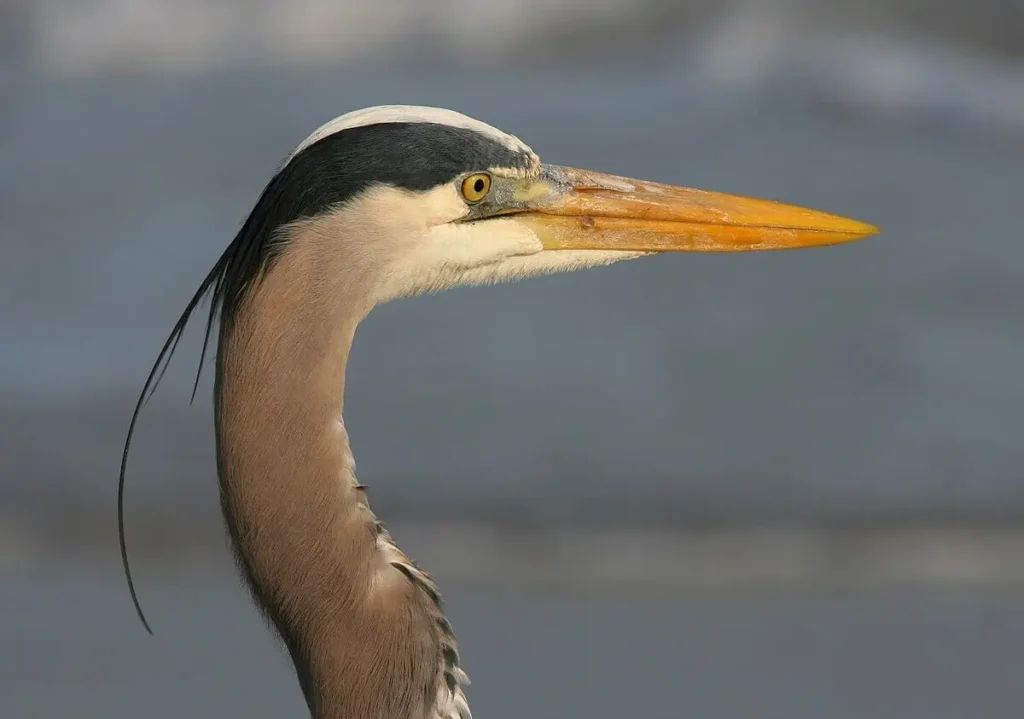 Great Blue Herons