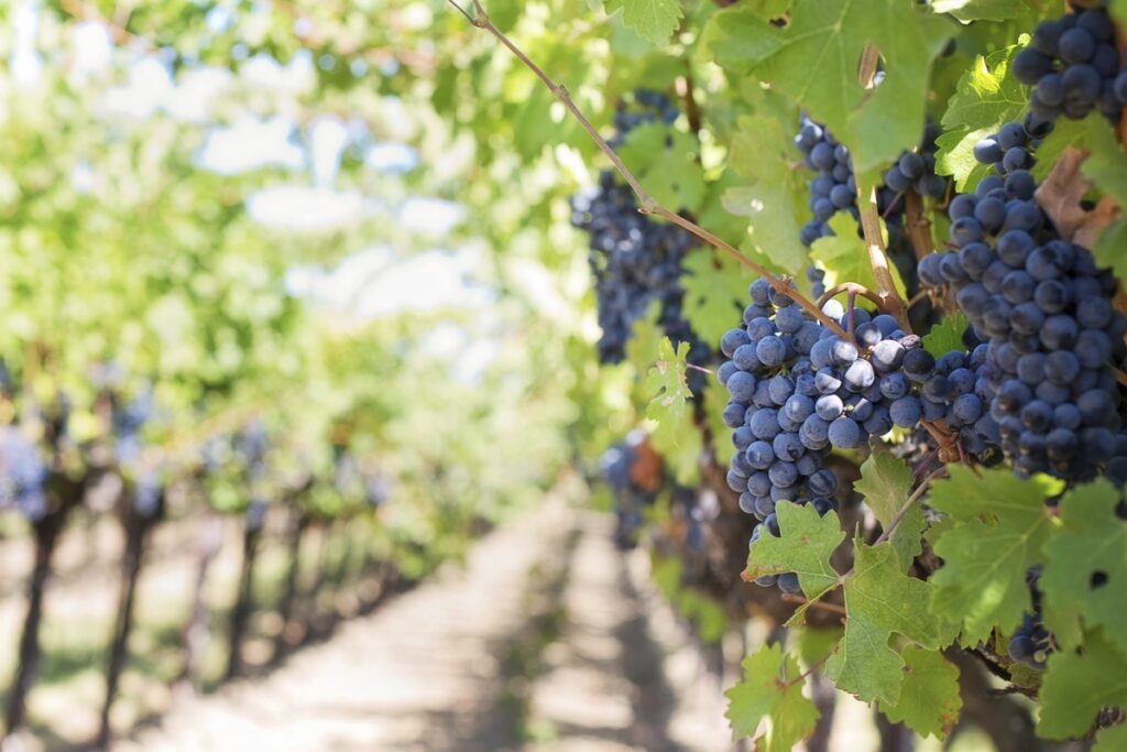 Saugatuck’s Breweries vs Wineries